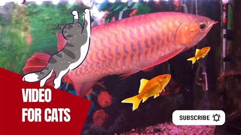 fake fish for cats to watch|cat games catching fish.